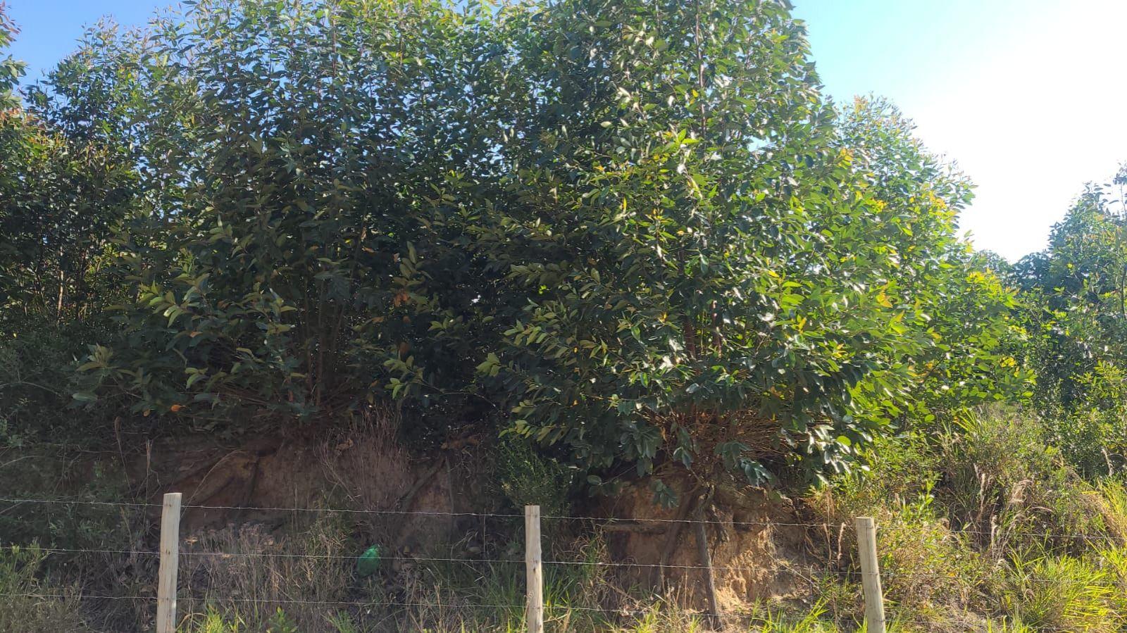 Dois terrenos por 500mil — foto 3