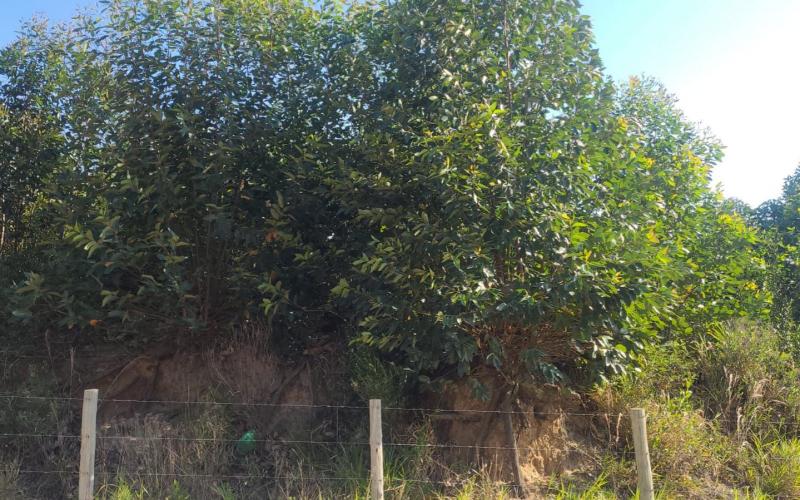 Dois terrenos por 500mil — foto 4
