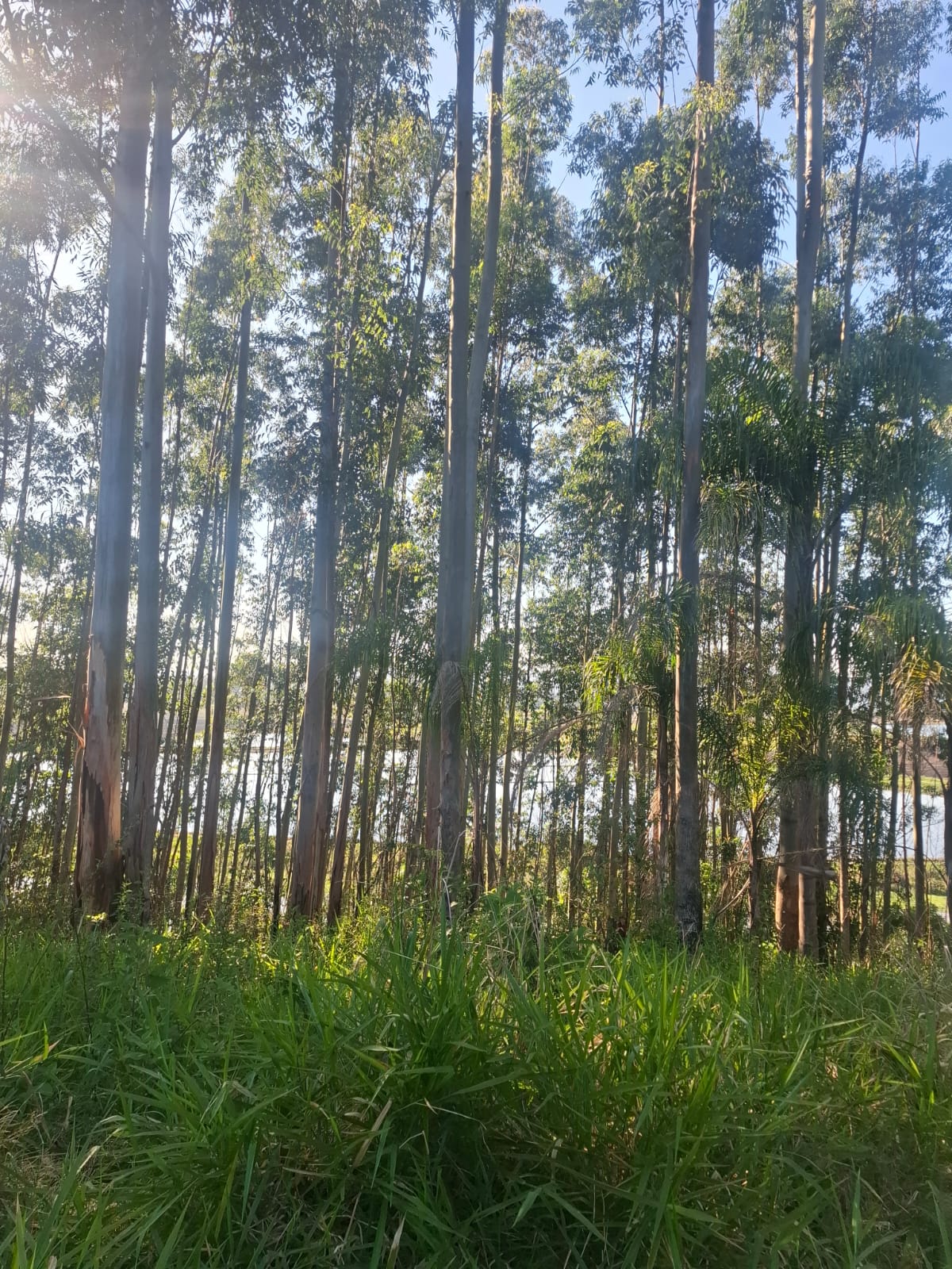 2 hectares beira de Rio Próximo as praias — foto 3